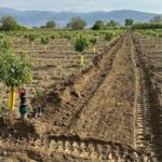 IMG-20251124-WA0098 (Large)