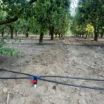 IMG-20251124-WA0116 (Large)