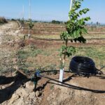 IMG-20251124-WA0137 (Large)