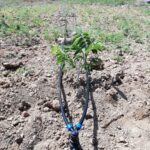 IMG-20251124-WA0138 (Large)