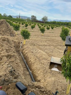 IMG-20251124-WA0095 (Large)