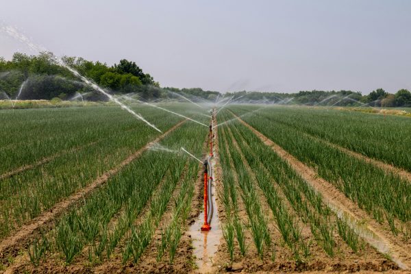 pexels-vladimirsrajber-32743214